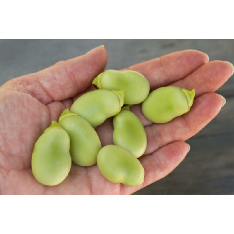 Price: €2.55 - Graines de Fava (Vicia faba) - 
