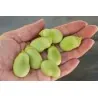 Fava Beans Seeds
