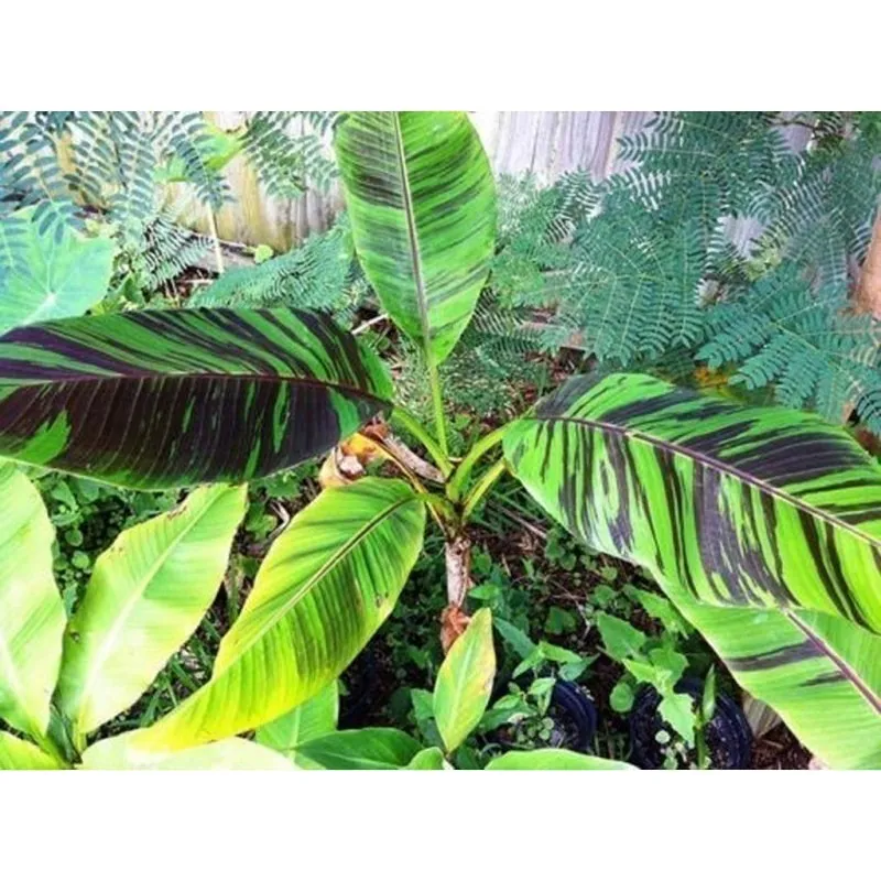 Semi di banane RED TIGER