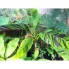 Semi di banane RED TIGER