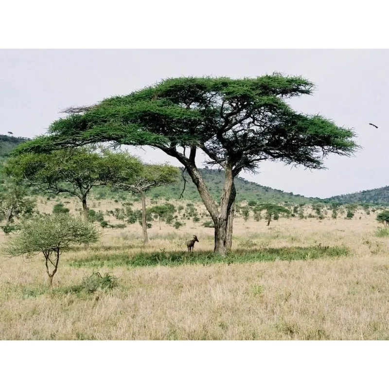 Seedeo Schirmakazie Samen (Acacia tortilis)