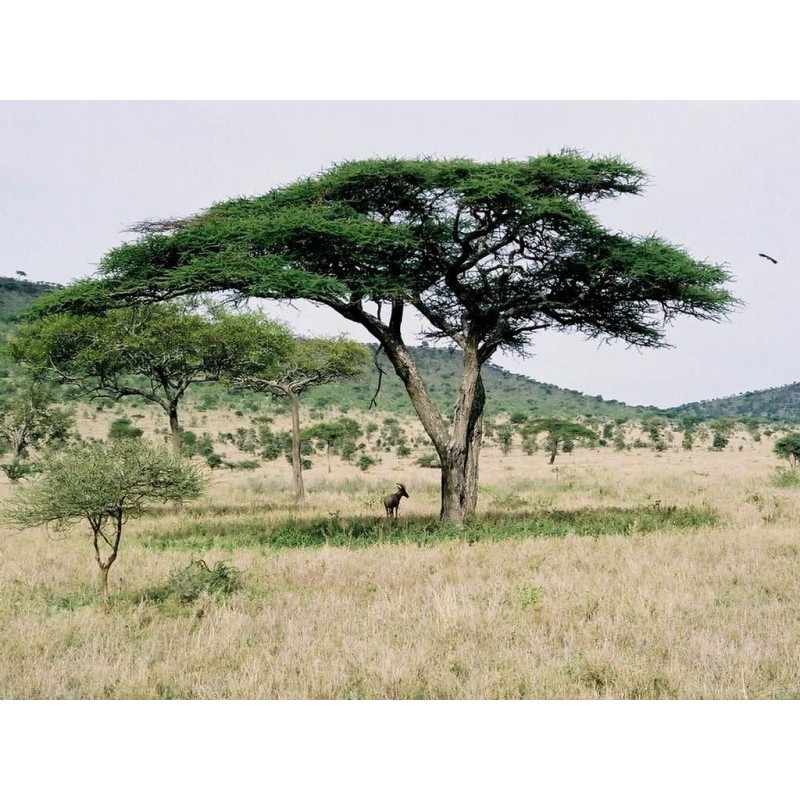 Semi di ACACIA AD OMBRELLO (Acacia tortilis) | 3,50 €
