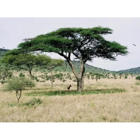 Σπόροι Δέντρα μπονσάι Ακακία στρεπτή (Acacia tortilis)