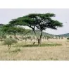 Σπόροι Δέντρα μπονσάι Ακακία στρεπτή (Acacia tortilis)