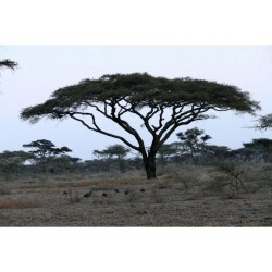 Price: €3.5 - Semi di ACACIA AD OMBRELLO (Acacia tortilis) - 