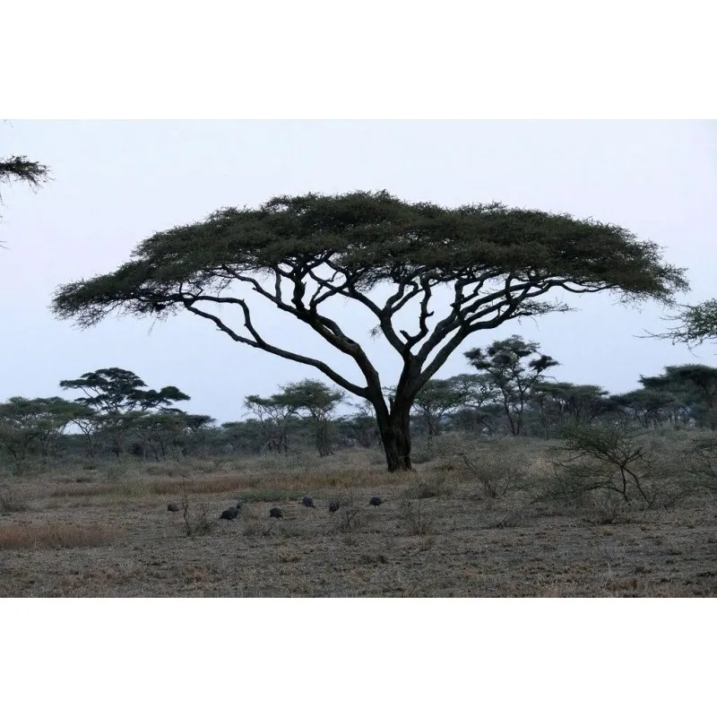Σπόροι Δέντρα μπονσάι Ακακία στρεπτή (Acacia tortilis)