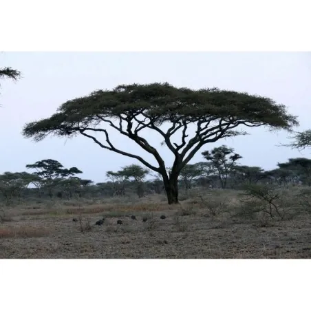 Σπόροι Δέντρα μπονσάι Ακακία στρεπτή (Acacia tortilis)
