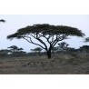 Semi di ACACIA AD OMBRELLO (Acacia tortilis) | 3,50 €