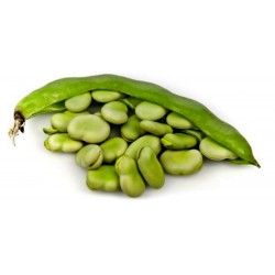 Fava κουκια σποροι (Vicia faba)