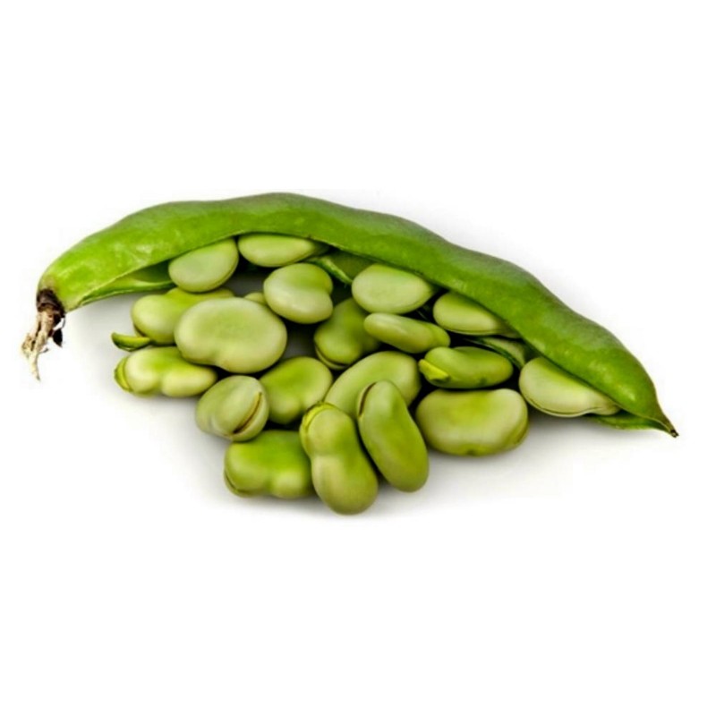 Price: €2.55 - Graines de Fava (Vicia faba) - 