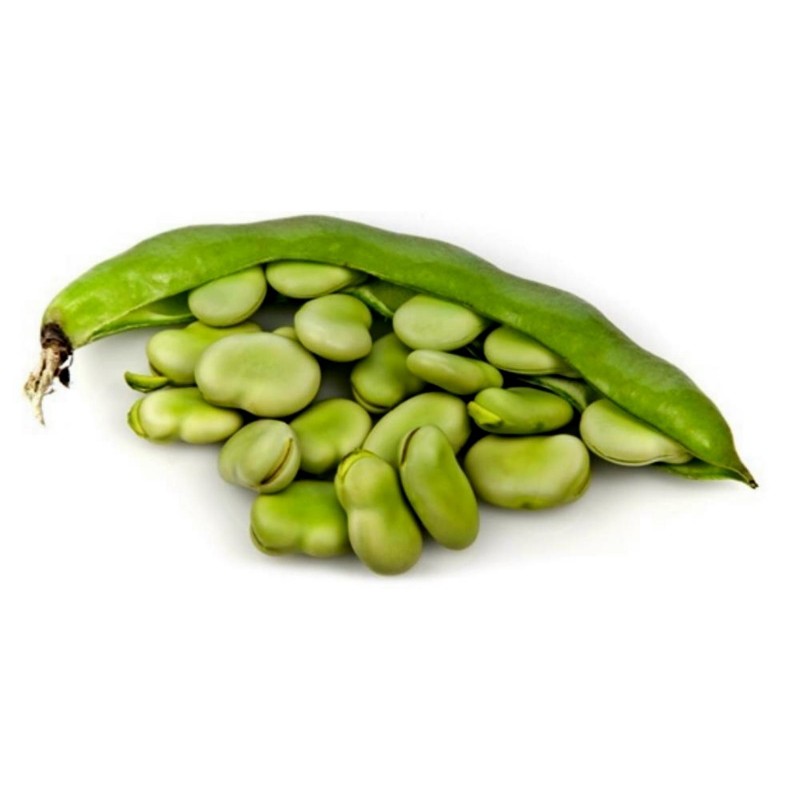 Graines de Fava (Vicia faba)