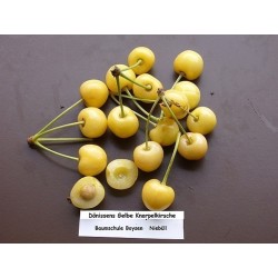 Sementes de Cerejeira Amarelo Ouro Dönissens Gelbe