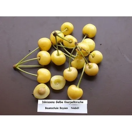 Graines de cerisier jaune Dönissens Gelbe