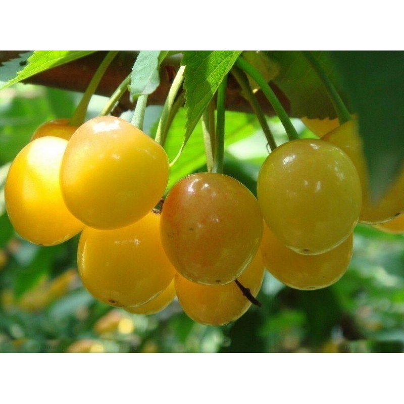 Semi di Ciliegio giallo ‘Moscatella Gialla’