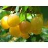 Yellow Sweet cherry Seeds(Prunus avium)