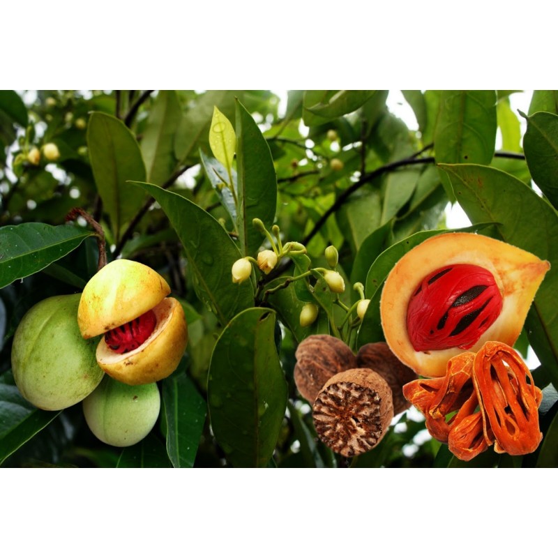 Sementes de Noz-moscada fruto da moscadeira