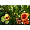 Sementes de Noz-moscada fruto da moscadeira