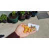 Price: €2.95 - Gula Hallon Frön (Rubus idaeus) - Seeds Gallery