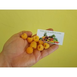 Yellow Raspberry Seeds Tasty Fruit