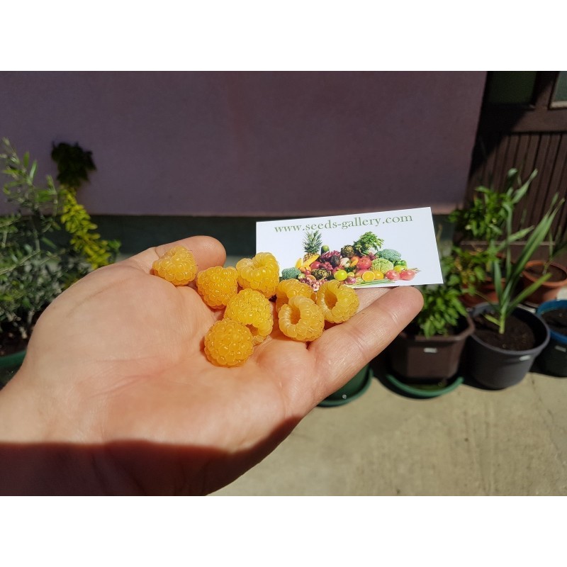 Price: €2.95 - Κίτρινοι σμέουρων σπόροι (Rubus idaeus) - Seeds Gallery