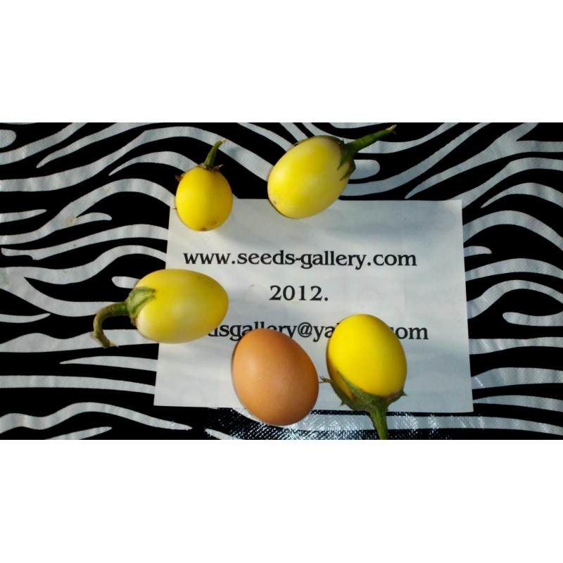 Price: €1.85 - Σπόροι Solanum melongena Golden Eggs - 