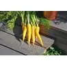 Solar Yellow Carrot 14000 Seeds