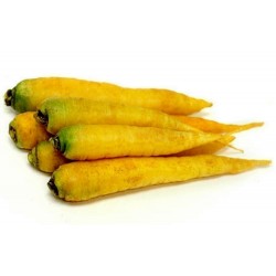 Price: €100 - Σπόροι (14000 σπόρος) καρότου Solar Yellow - 