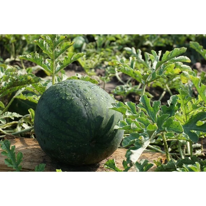 Vattenmelon Frön JANOSIK