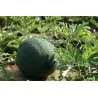 Vattenmelon Frön JANOSIK