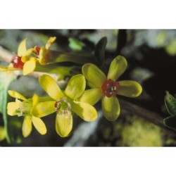 Gold-Johannisbeere Samen (Ribes aureum)