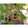 Σπόροι χρυσό Σταφίδα (Ribes aureum)