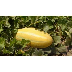 MESHEDI Melone frische Samen