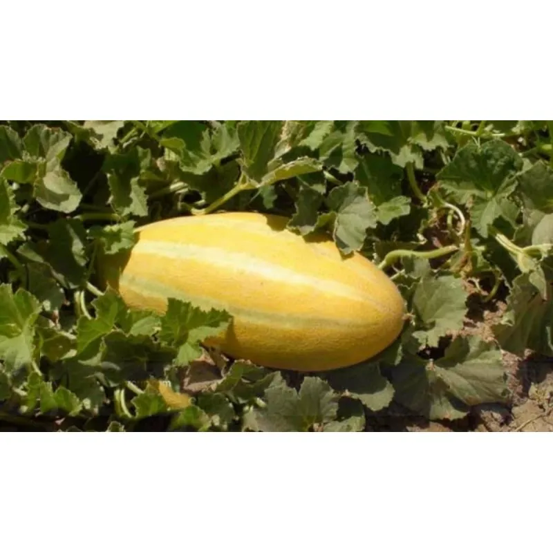 Semillas de Melón MESHEDI