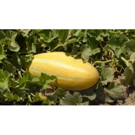 Semillas de Melón MESHEDI