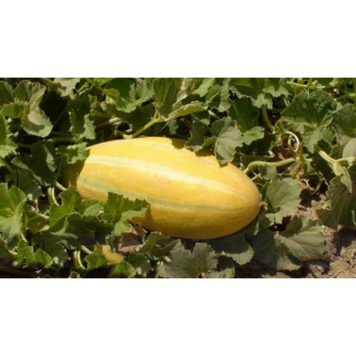 Melon MESHEDI Fresh Seeds - 2.25