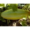 Semillas de Melón MESHEDI