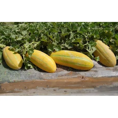 Semillas de Melón MESHEDI
