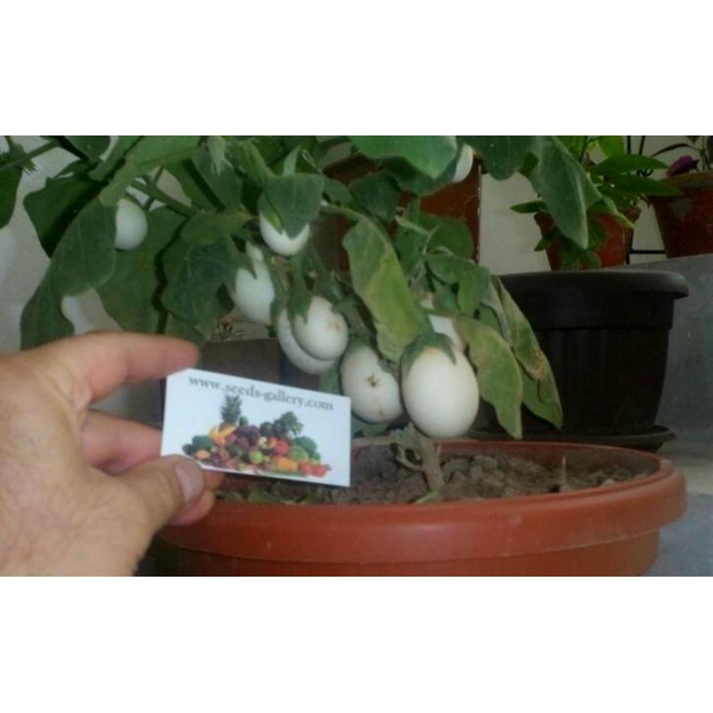 Price: €1.85 - Patlidzan Jaje Drvo Seme (Solanum melongena) - 