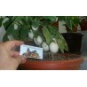 Price: €1.85 - Påskäggplanta Solanum Molengina Frön "Golden Eggs" - 