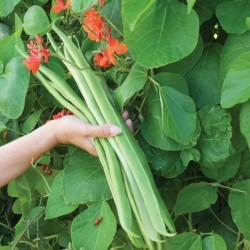 Price: €1.85 - Rosenbönan Jätte LADY DI Frön - 