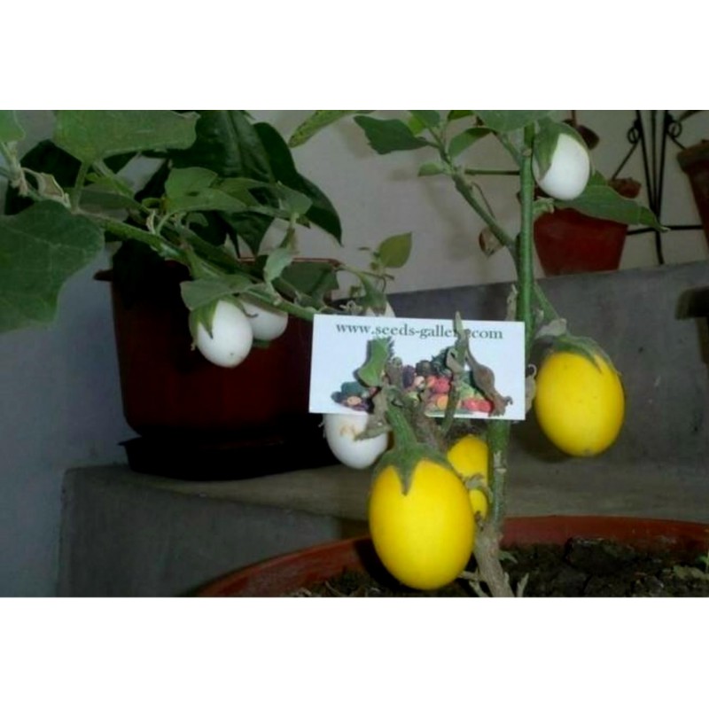 Price: €1.85 - Påskäggplanta Solanum Molengina Frön "Golden Eggs" - 
