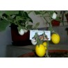 Price: €1.85 - Påskäggplanta Solanum Molengina Frön "Golden Eggs" - 