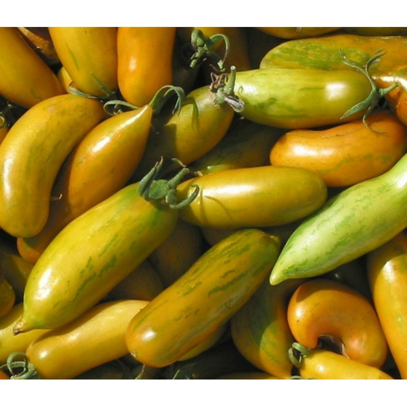 Price: €2 - Semillas de tomate Chorizo ​​verde (Green Sausage) - Seeds Gallery