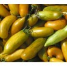 Price: €2 - Graines de tomate Saucisse Verte (Green sausage) - Seeds Gallery