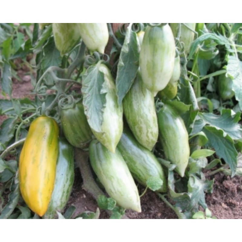 Price: €2 - Semillas de tomate Chorizo ​​verde (Green Sausage) - Seeds Gallery