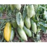Price: €2 - Semi di pomodoro Salsiccia verde (Green sausage) - Seeds Gallery