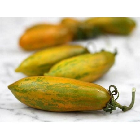 Price: €2 - Semillas de tomate Chorizo verde (Green Sausage) - Seeds Gallery