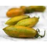 Ντομάτα σπόρος Πράσινο λουκάνικο (Green Sausage)