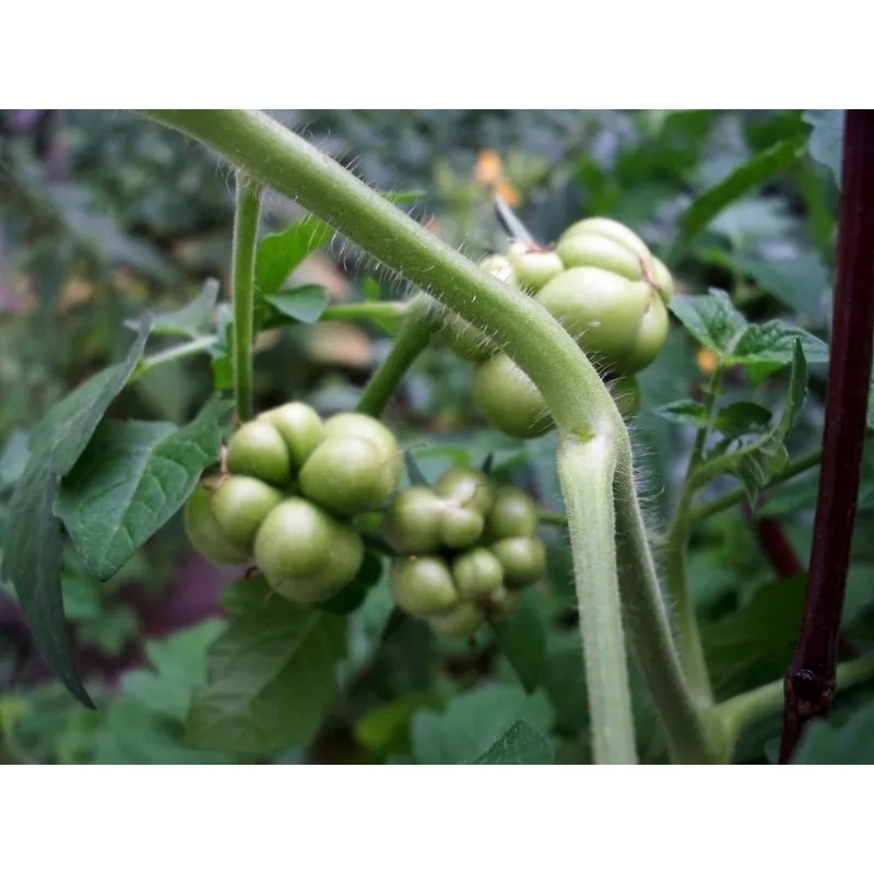Reisetomate Tomatensamen aus Guatemala
