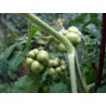 Reisetomate Tomatensamen aus Guatemala